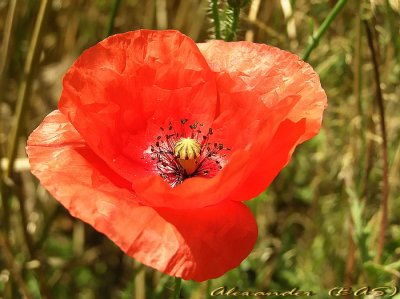 Just Poppies