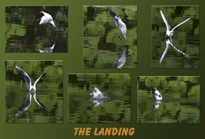 The Landing.jpg