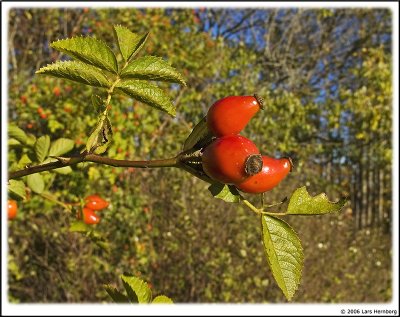 Rosehip