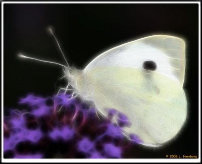 Butterfly GHOST.jpg