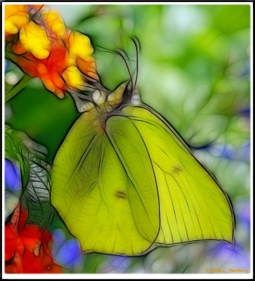 Butterfly 2.jpg