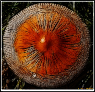 Fungus 2.jpg