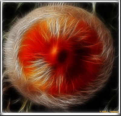 Fungus 3.jpg