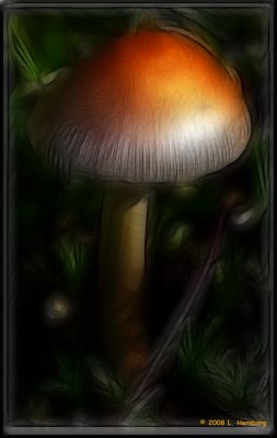 Fungus 4 2.jpg