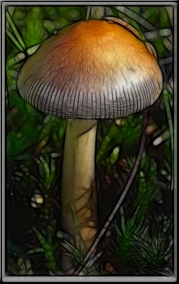 Fungus 4 3.jpg
