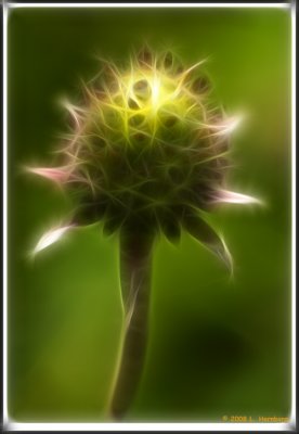 Spikes 1 2.jpg