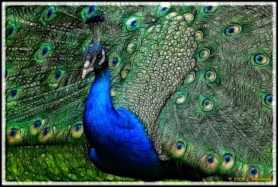 peacock 2