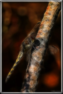 Dragonfly.jpg