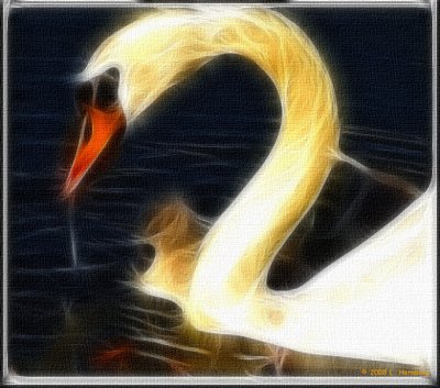 Swan.jpg