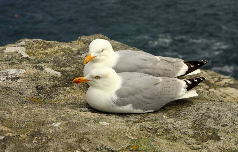 un couple de goélands