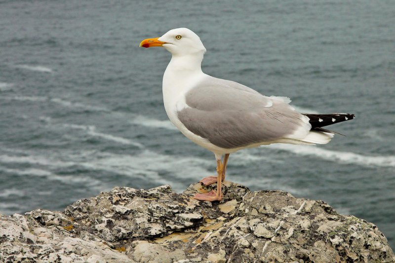 le goéland