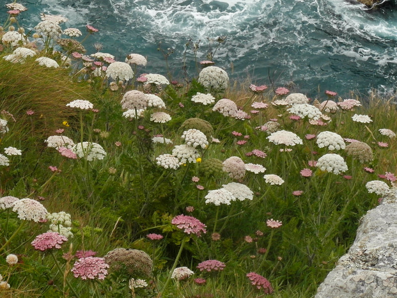 flowers falling into the sea