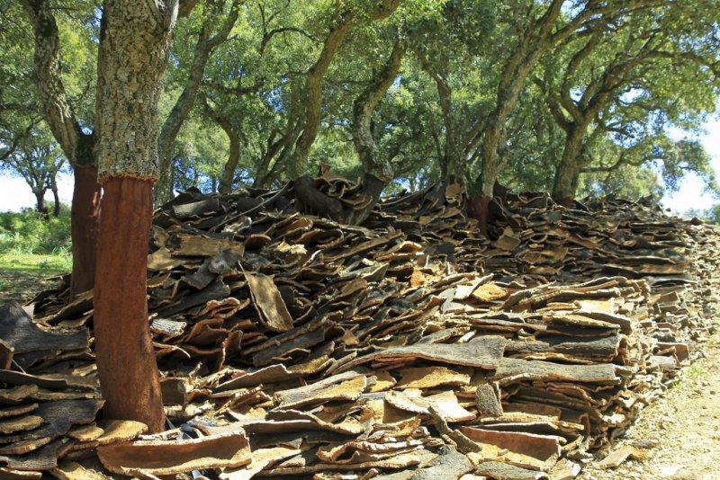 stripped cork oaks