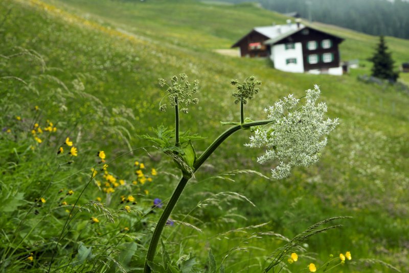 flowers in the wind