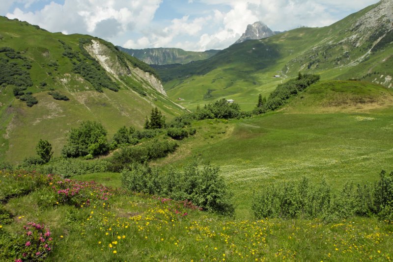 alpenrosen