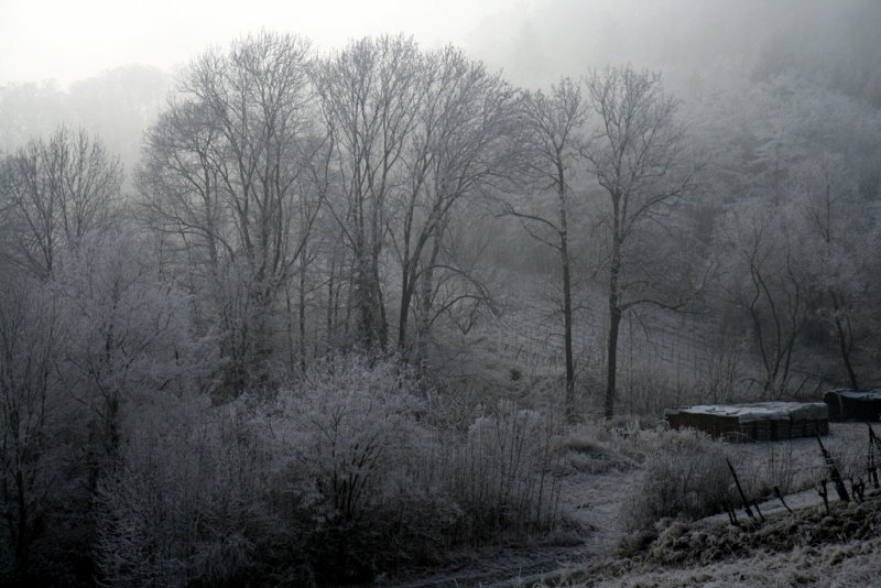 fog and frost