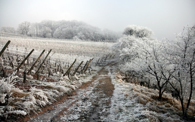frozen vineyard.
