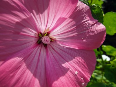 sunny pink flower