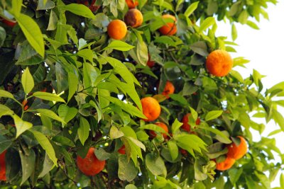 orange trees everywhere in Sevilla