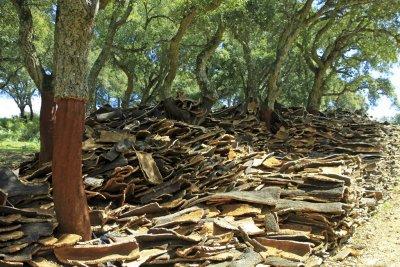  stripped cork oaks