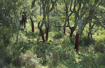 cork oak forest