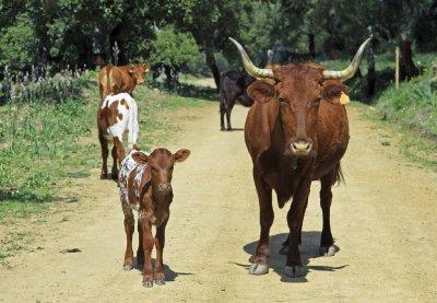 una hermosa familia, 