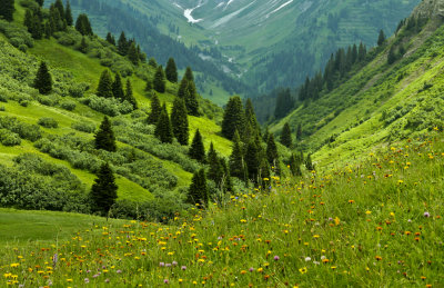 mountain arnica flowers