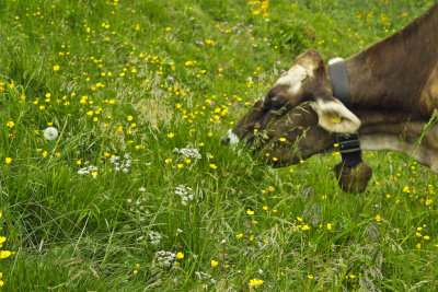 cows graze on grass flowers,