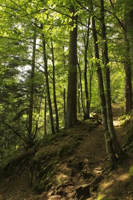 summer forest, Labaroche