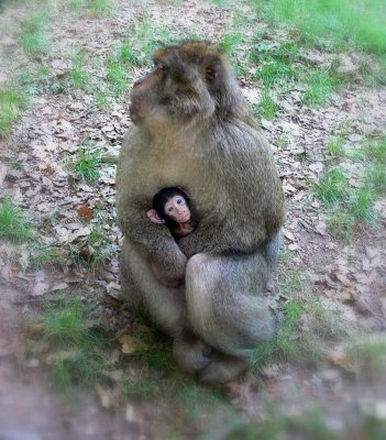 la maman et son bb.