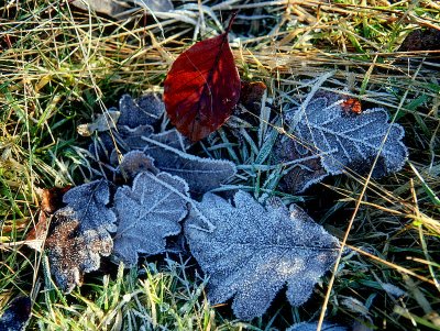 frozen leaves.