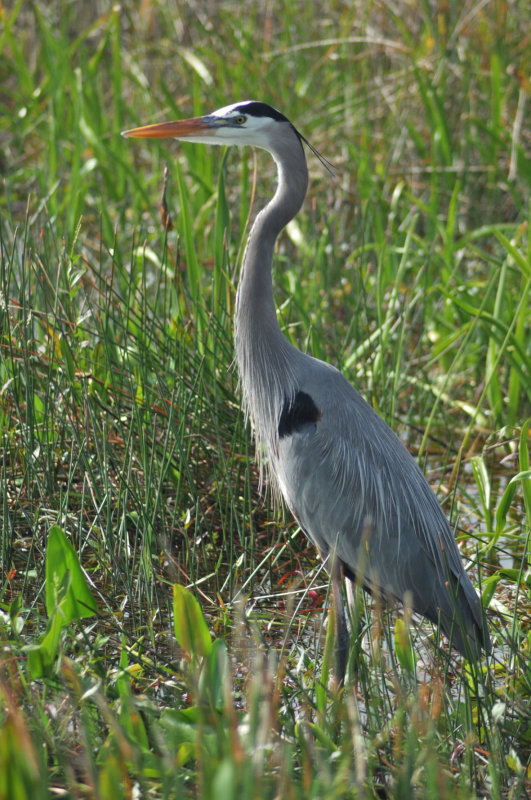 Anhinga trail - Everglades - 4108