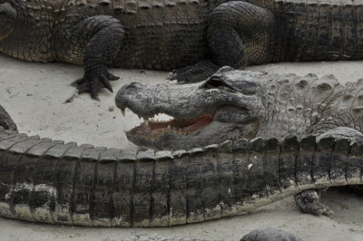 Crocodile farm - Everglades - 3991