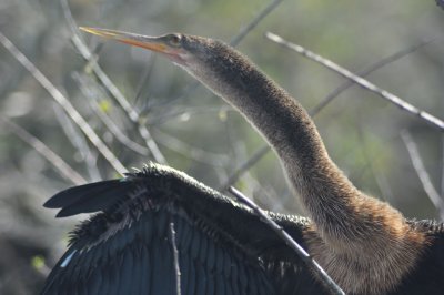 Anhinga - Everglades - 4159