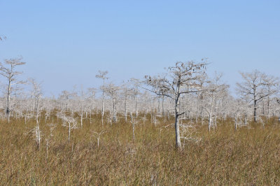 Pa hay okee trail, Everglades - 4280