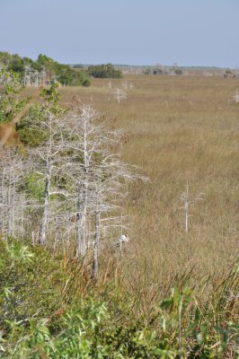 Pa hay okee trail, Everglades - 4292