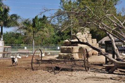 Homestead - 4339