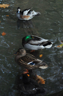 DSC_3949w.jpg
