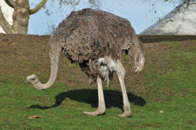 autruche du zoo de Beauval - 4065