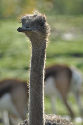 autruche du zoo de Beauval - 4115