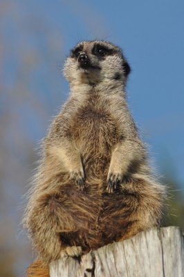 Suricate du zoo de Beauval - 4129