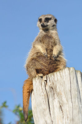 Suricate du zoo de Beauval - 4133