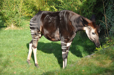 Okapi, zoo de Beauval - 4219