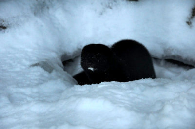 Otter, Ranua Arctic Zoo - 5761