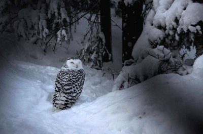 Snowy owl, Ranua Arctic Zoo - 5777