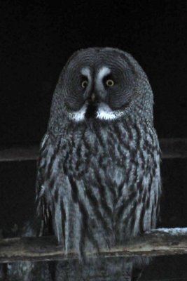Great grey owl, Ranua Arctic Zoo - 5783