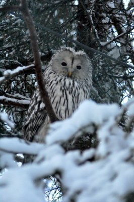 Snowy owl, Ranua Arctic Zoo - 5787