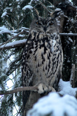 Eagle owl, Ranua Arctic Zoo - 5789