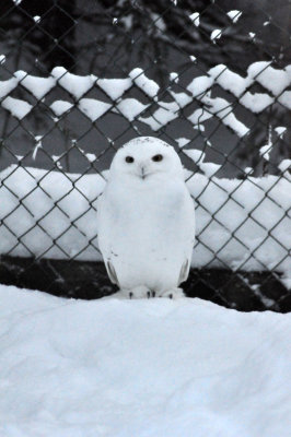 Snowy owl, Ranua Arctic Zoo - 5794