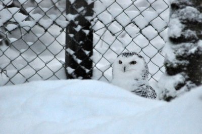 Snowy owl, Ranua Arctic Zoo - 5796